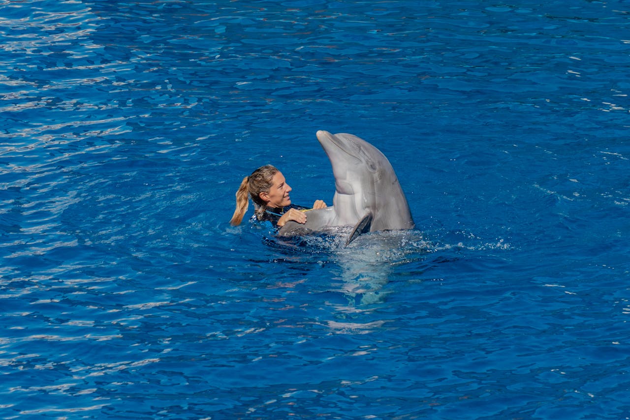 Dolphin Show